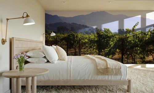 Napa Grape Vines