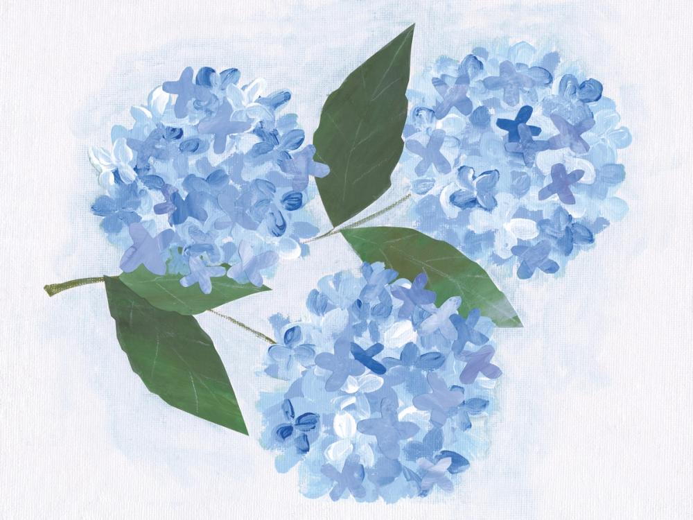 Providence Hydrangea I
