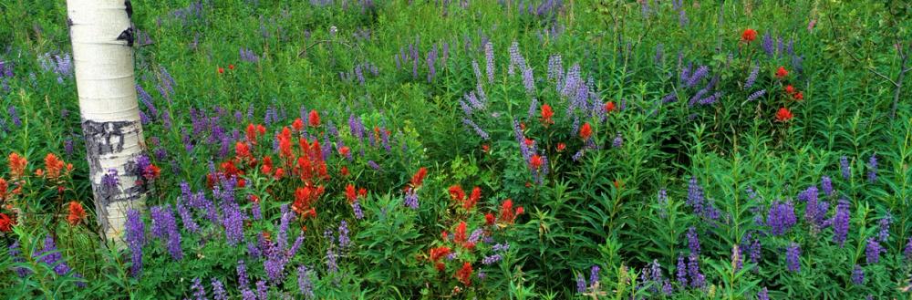 Yellowstone Wildflower