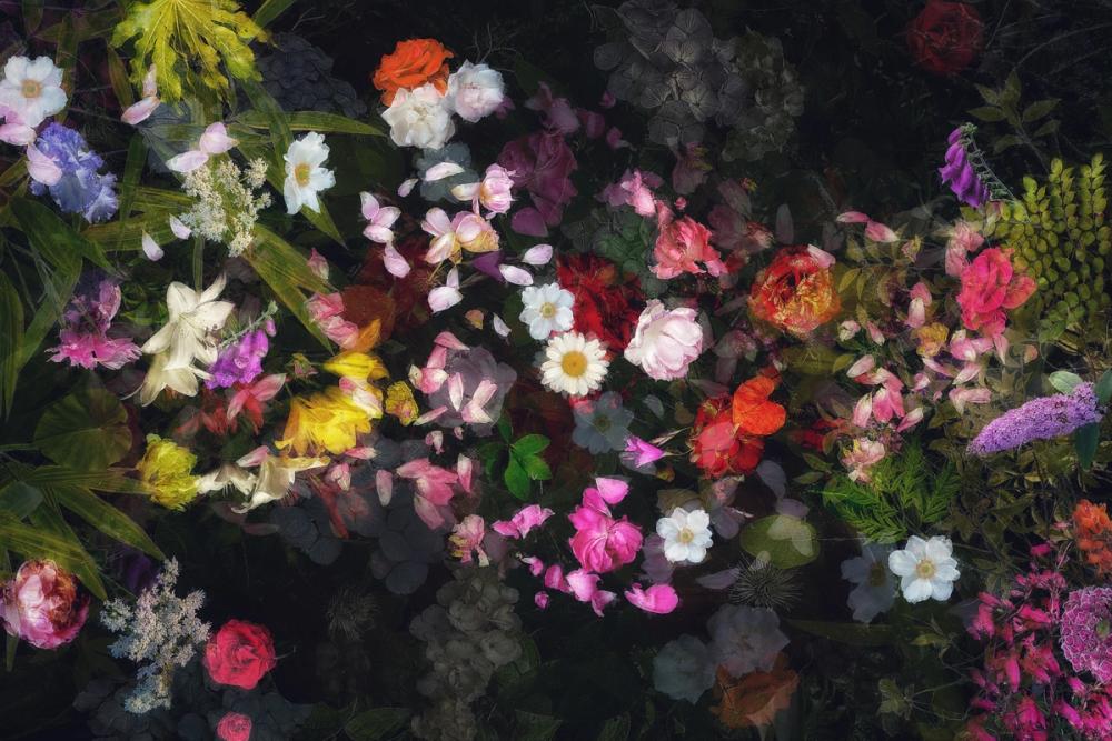 Trail of Dreams Black