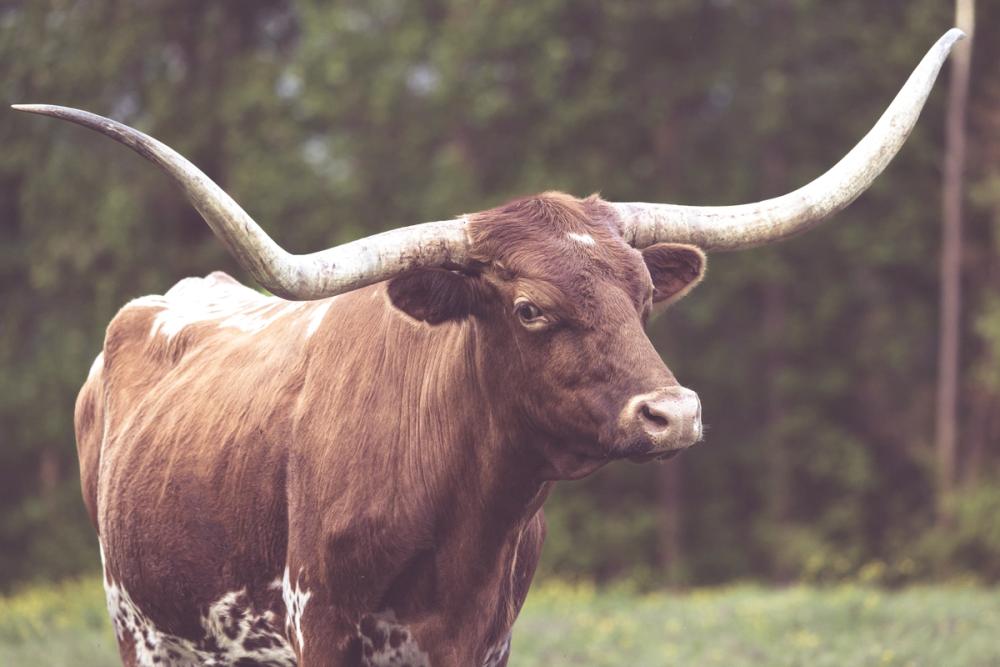 Longhorn Side Eye