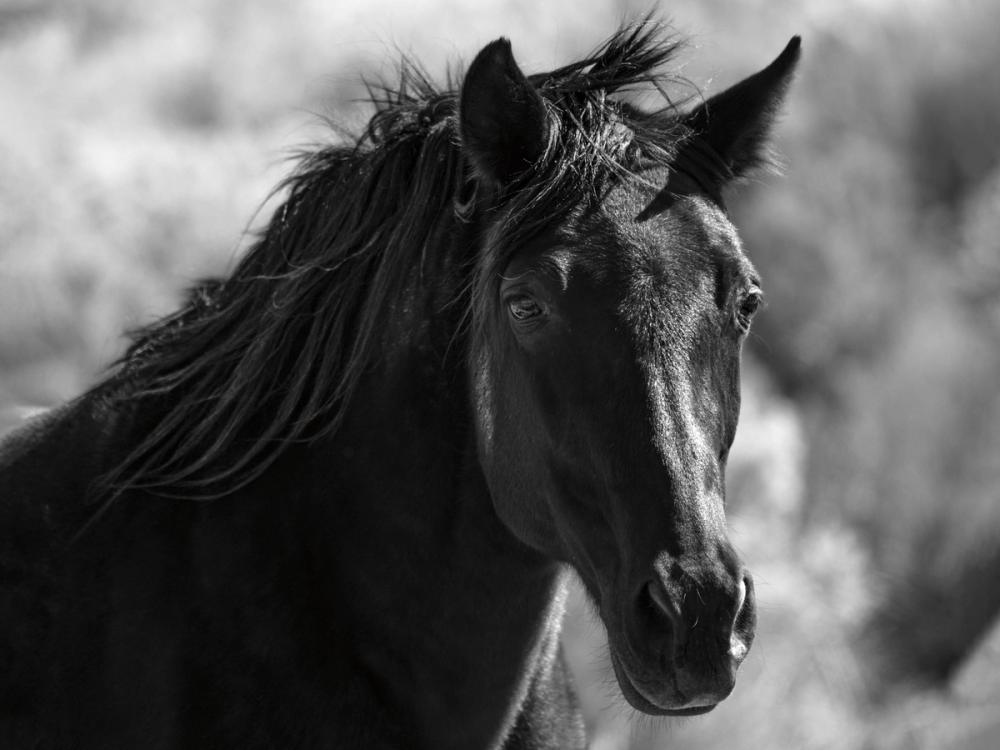 A Horse Called Utah BW