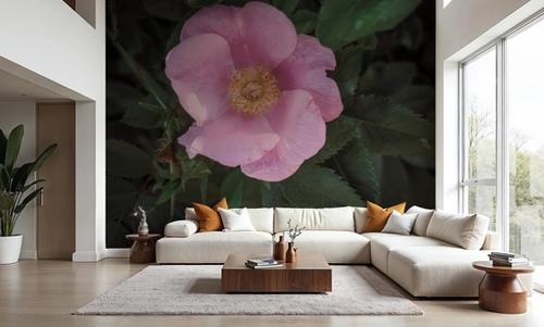 Wild Rose VII