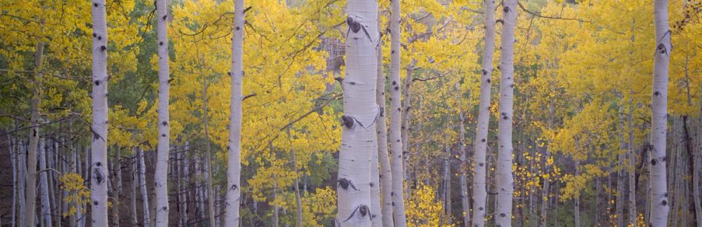 Golden Birch Forest