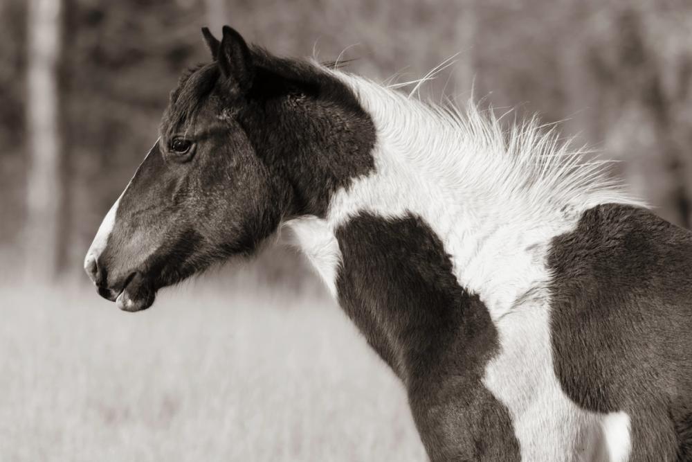 Horse Profile Sepia
