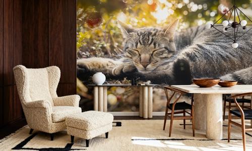 Cat Chill