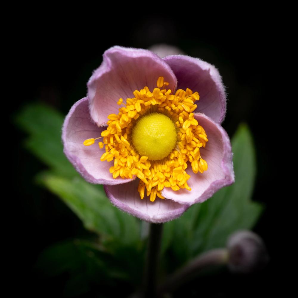 Macro Anemone