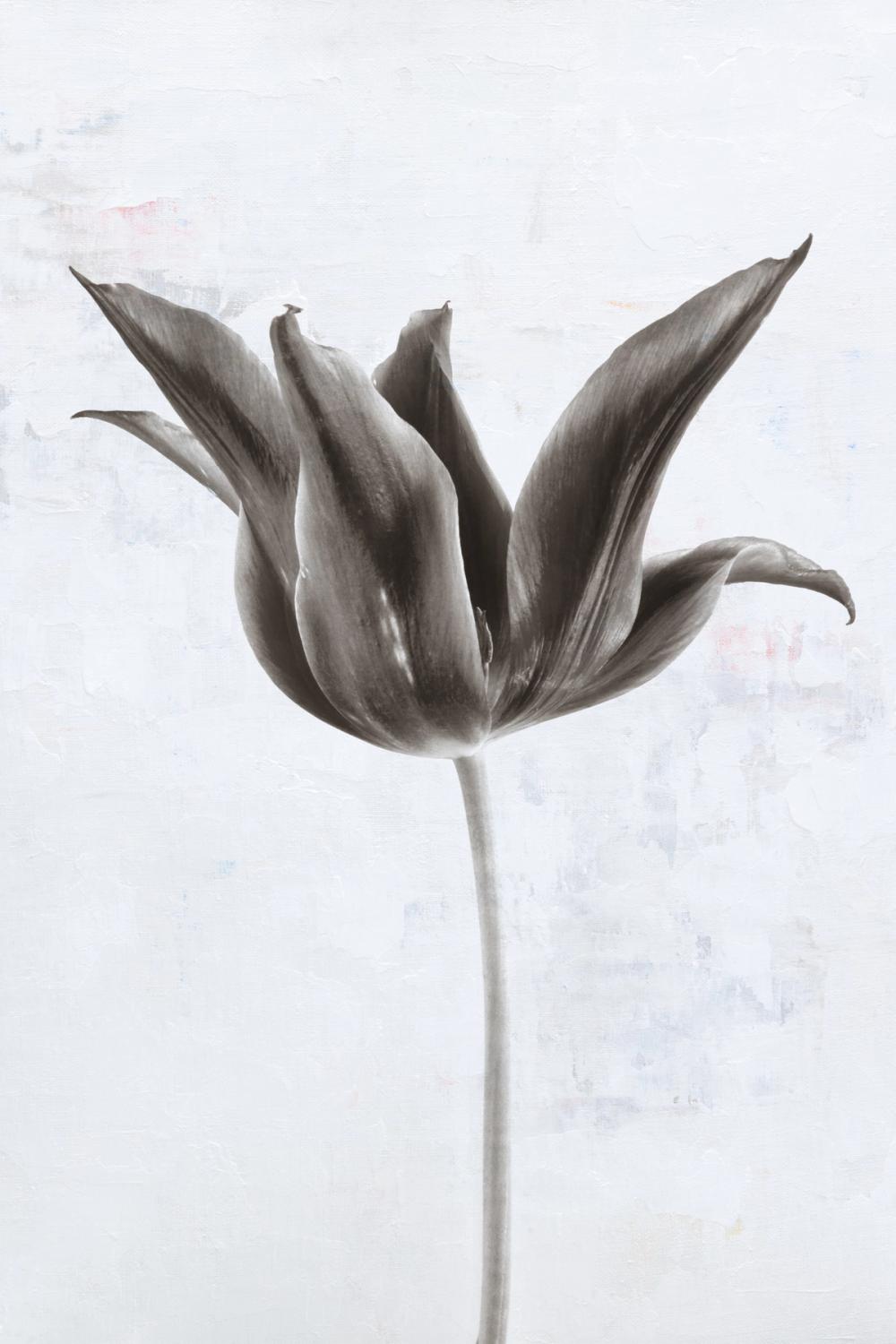 Sepia Tulip II