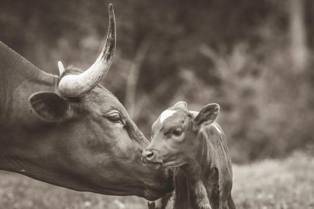 Longhorn Pairing Sepia