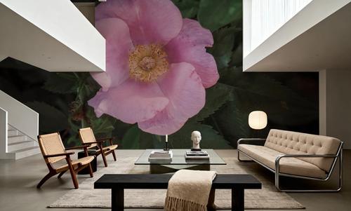Wild Rose VII