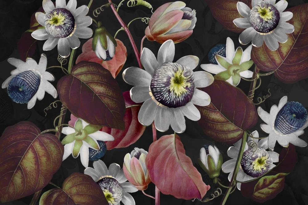 Passifloras Emerging Red