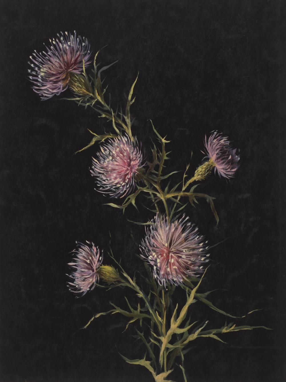 Study of Thistles