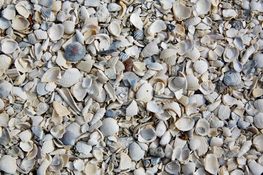 Fort Myers Sea Shells