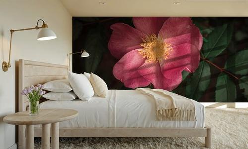 Wild Rose I