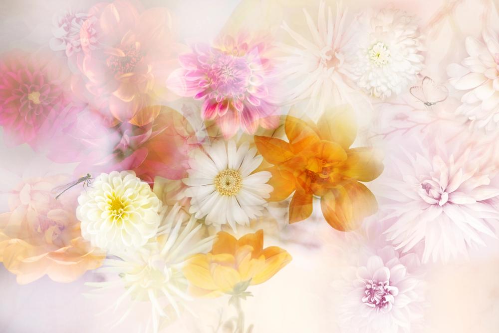 Ethereal Dahlias