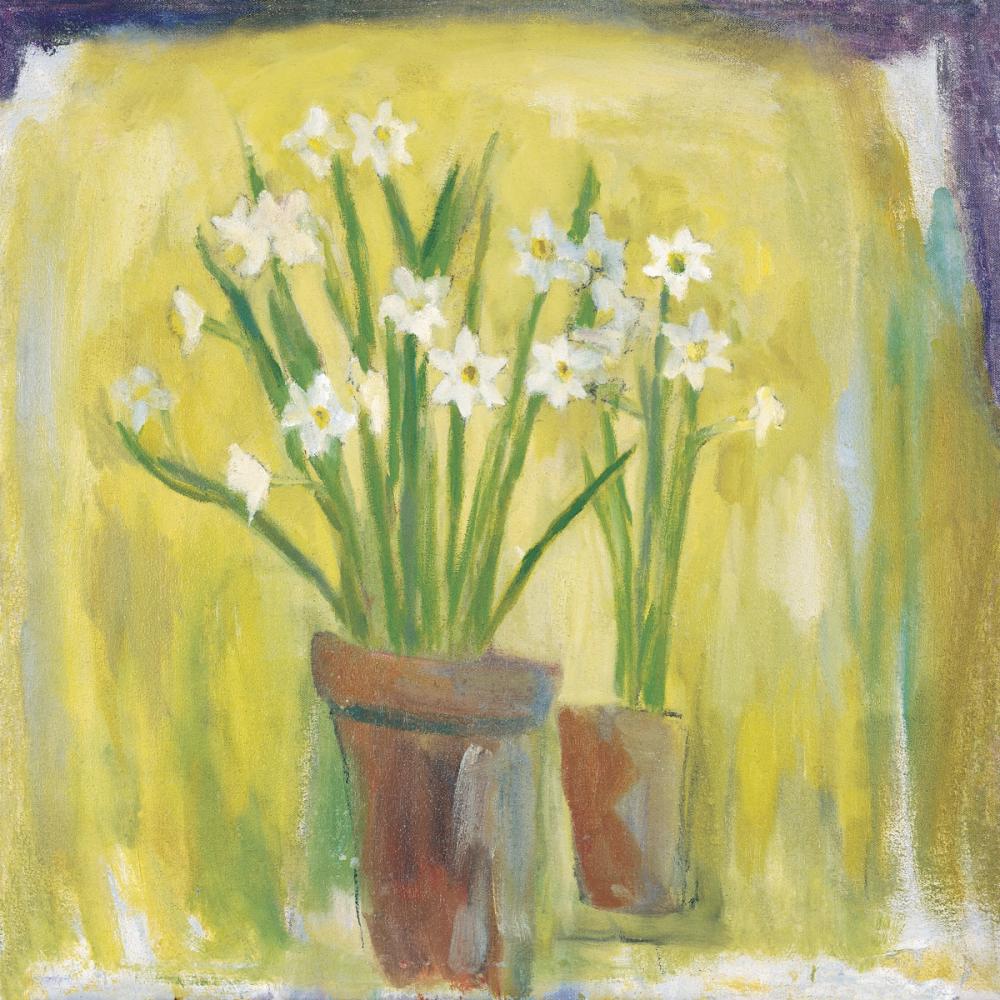 Narcissi