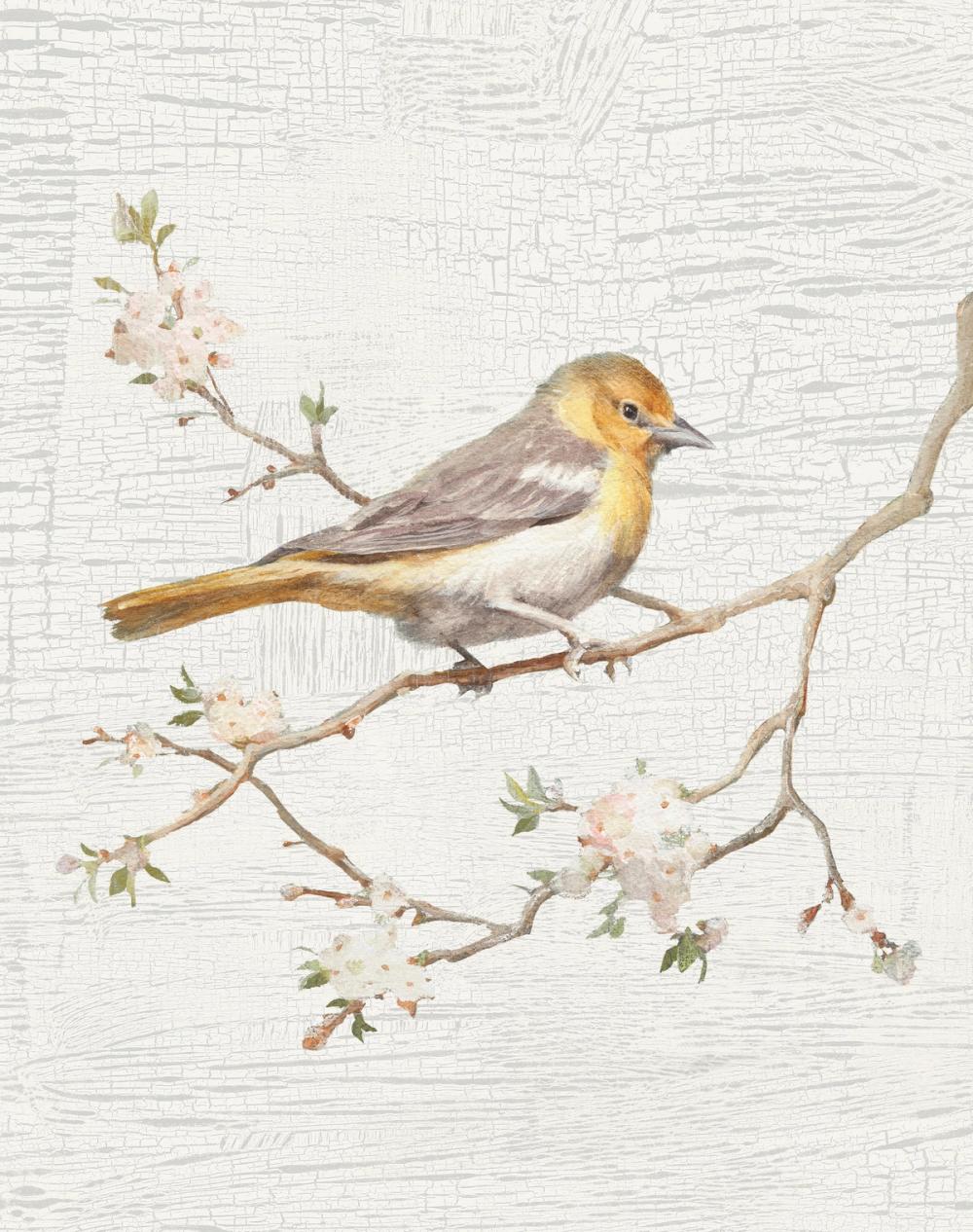 Northern Oriole Flipped Vintage