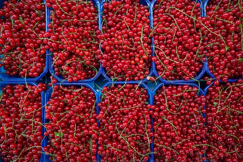 Berry Harvest
