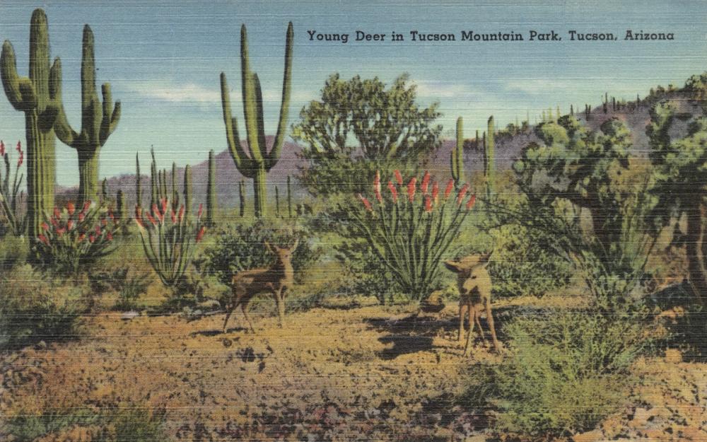Greetings from Tucson Moutain Park - Screenprint Postcard