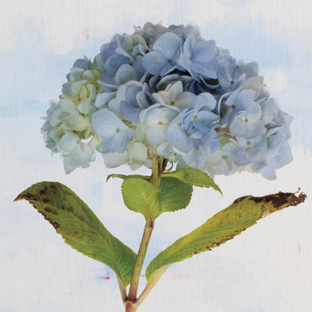 Blue Hydrangea