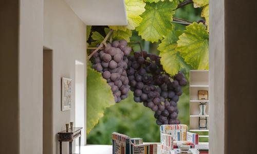 Vineyard Harvest
