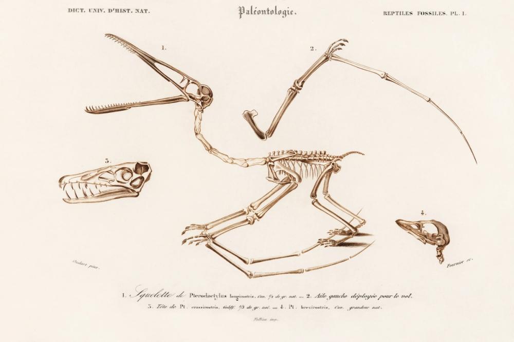 Pterosaur Illustrated