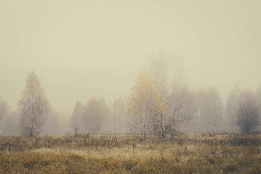 Foggy Grasslands