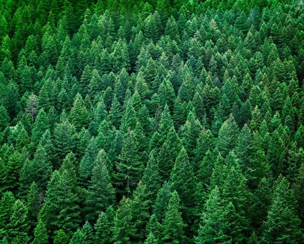 Olympic National Forest, Washington State