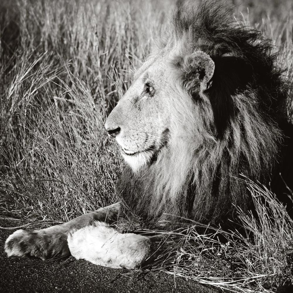 Golden Old Lion Square BW