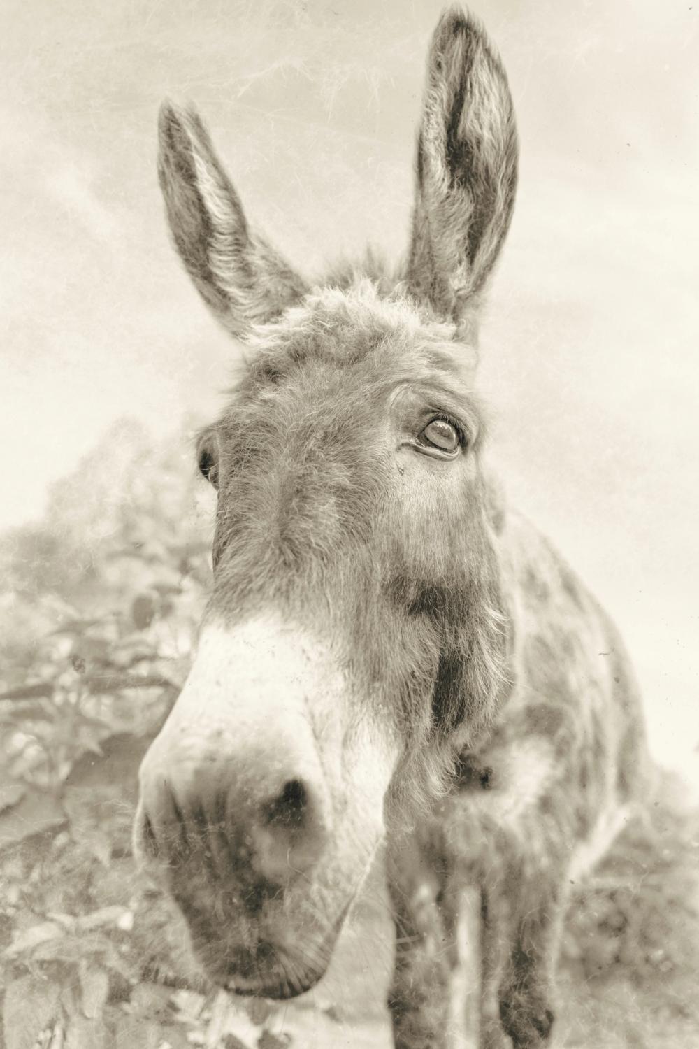 Donkey Pasture Sepia