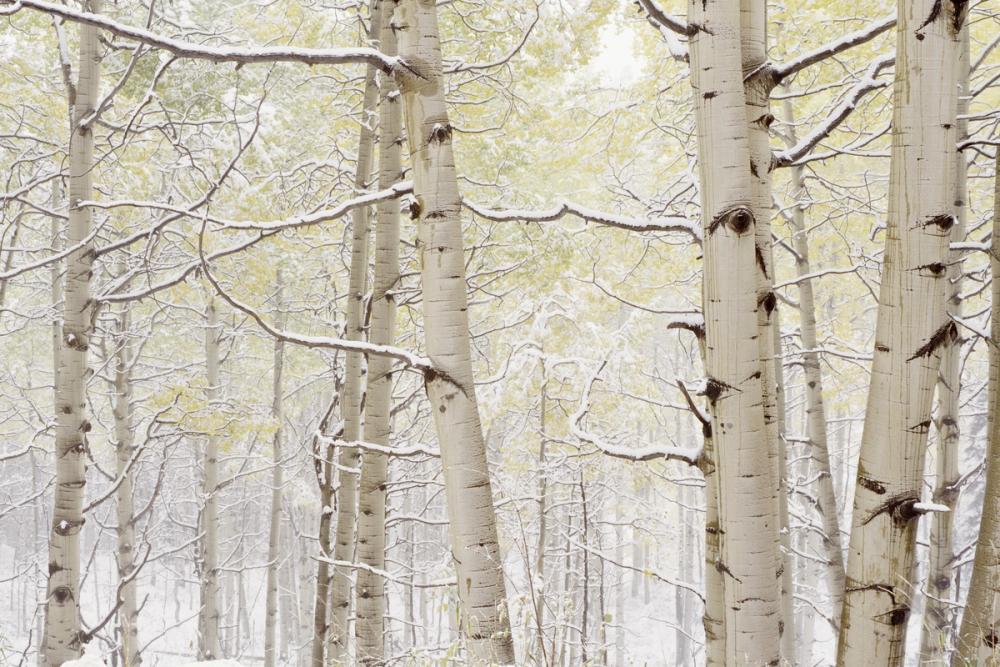Winter Birch Forest