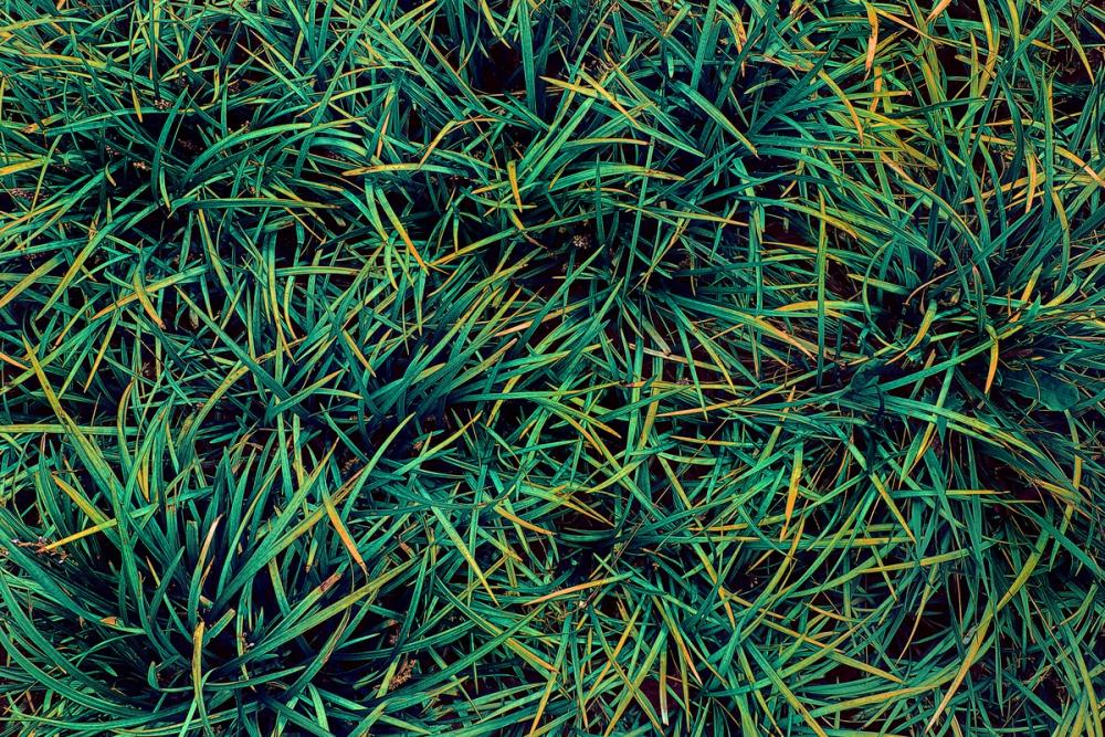 Splendor in the Grass