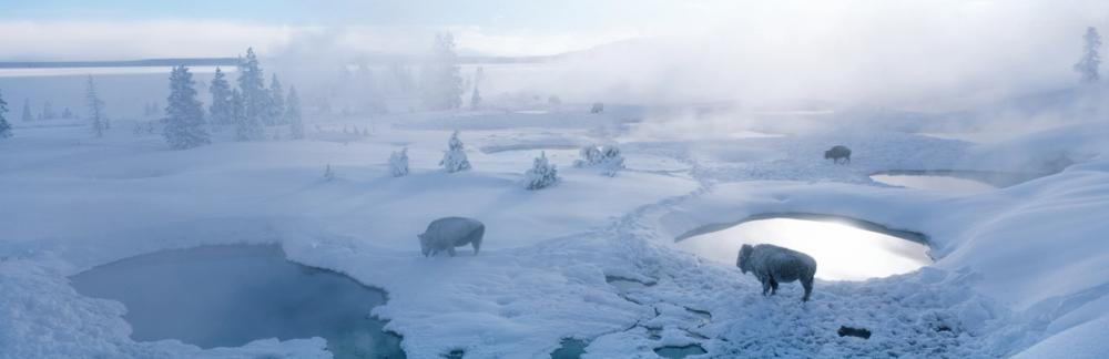 Yellowstone Bison