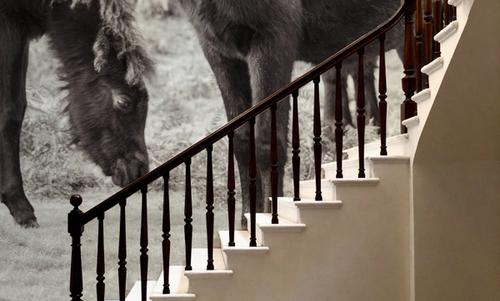 Dartmoor Ponies II