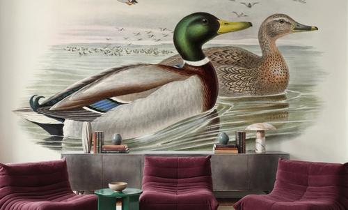 Mallard