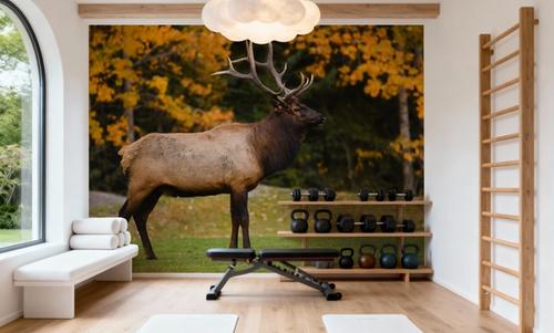 Bull Elk