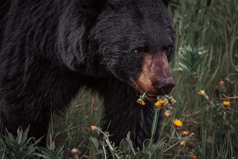 Hungry Bear