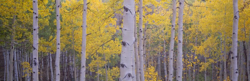 Golden Birch Forest