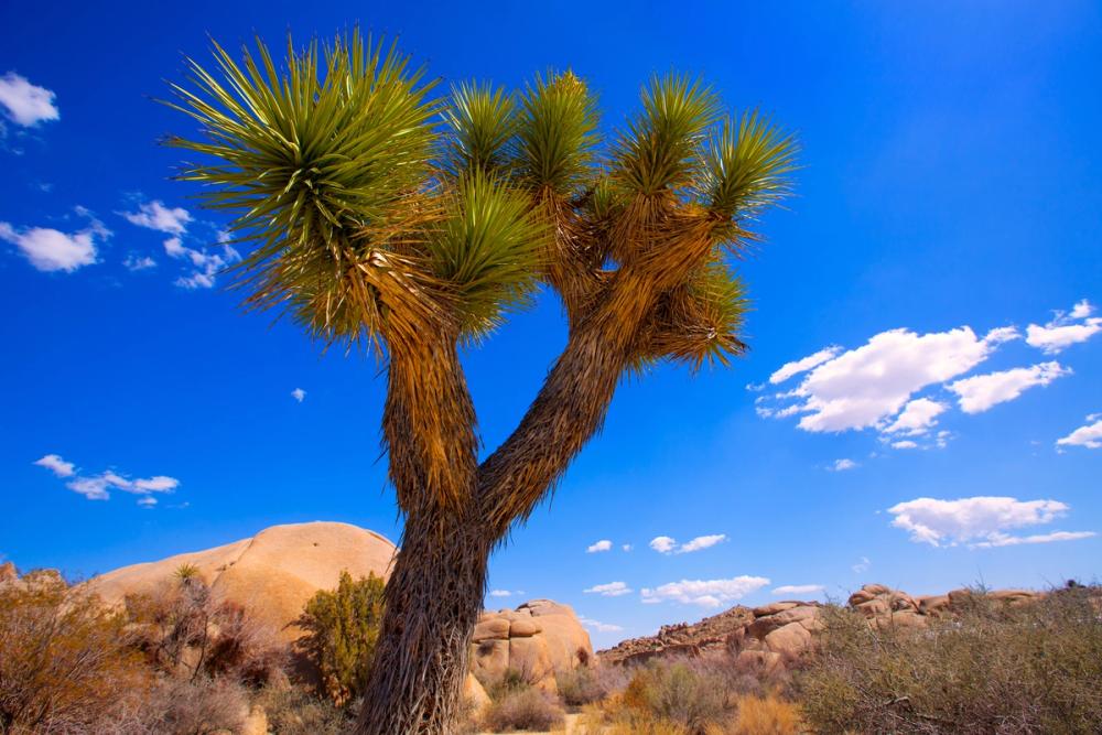 Joshua Tree Blue X