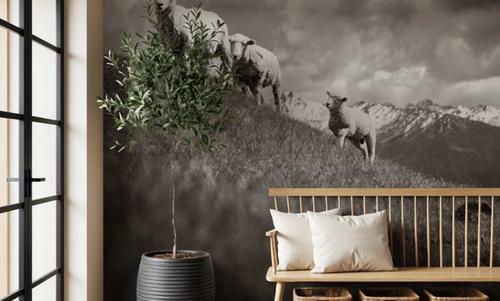 Wanaka Sheep II