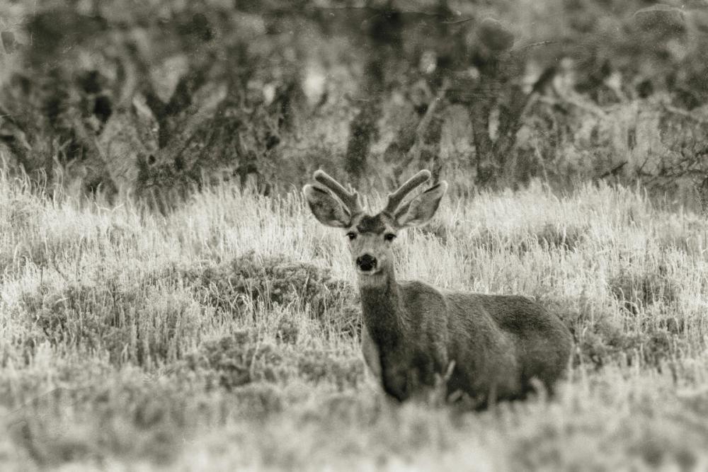 Early Summer Buck