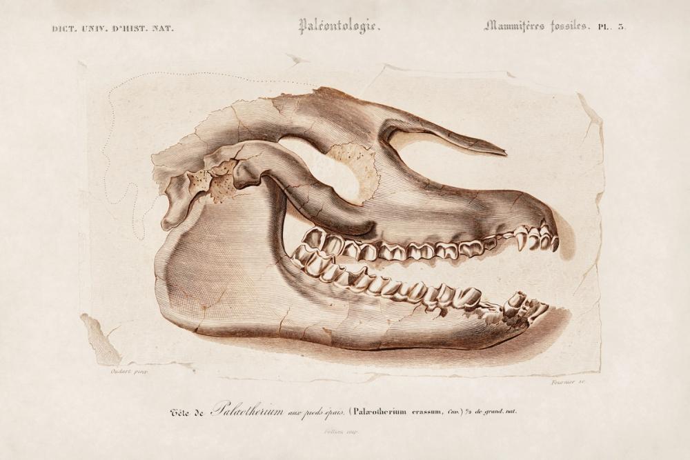 Palaeotherium Skull Illustrated