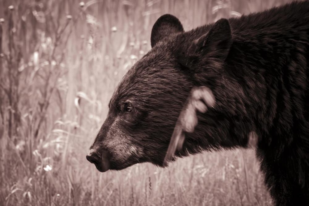 Black Bear in British Columbia Sepia Tones