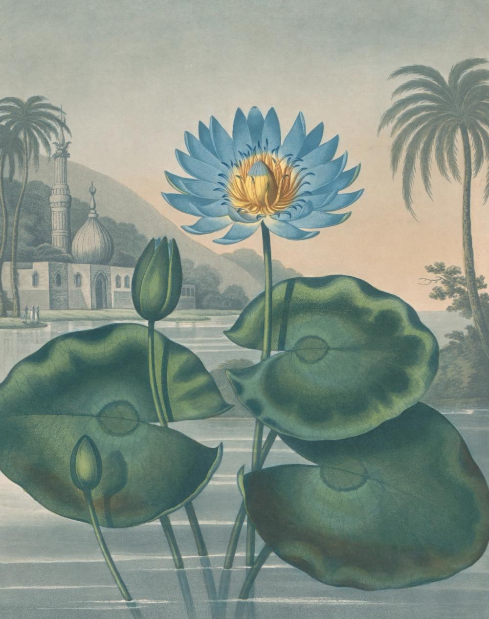 The Blue Egyptian Water Lily