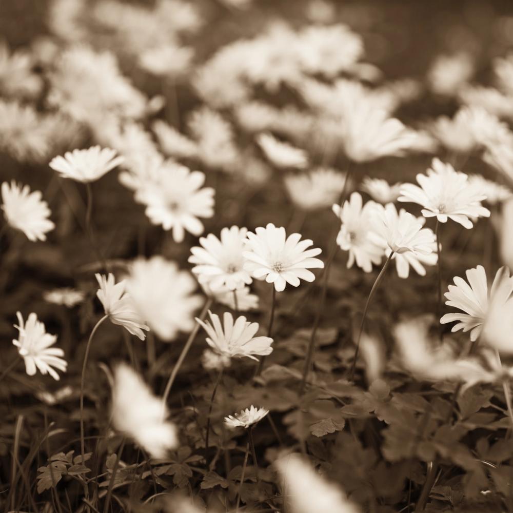 Wild Daisies