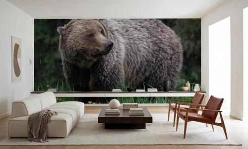 British Columbia Grizzly in a Field