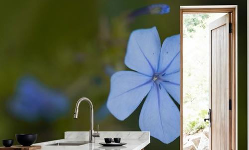 Plumbago