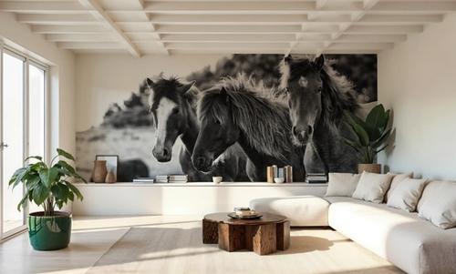 Horses Three Black and White