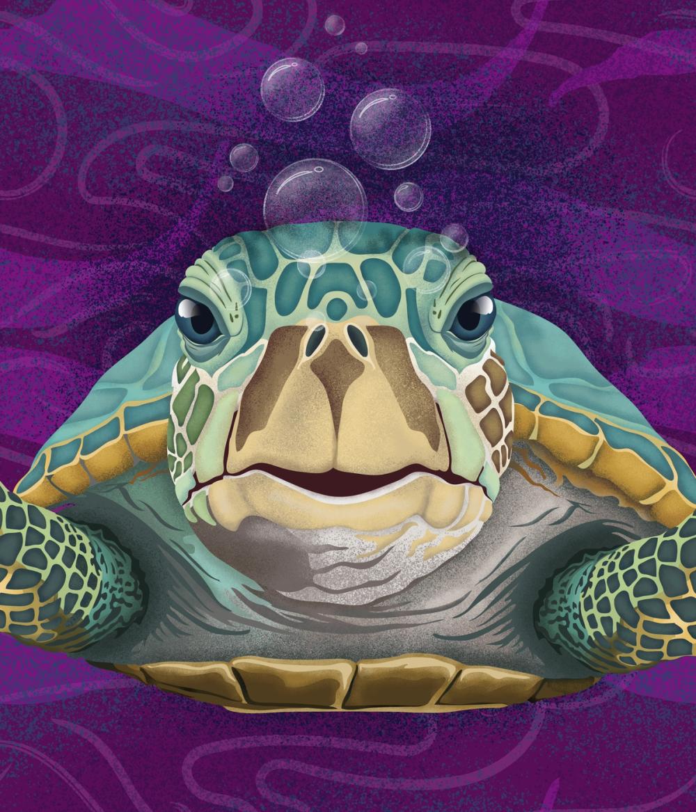 Hello Turtle, Purple