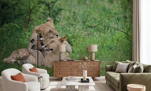 Playful Lions